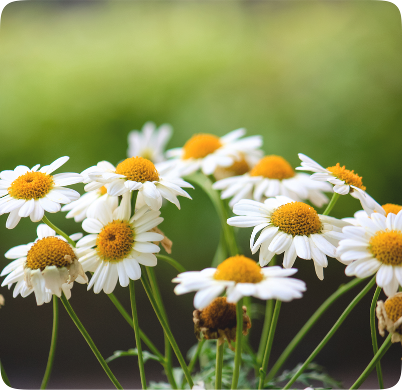 Nurture Plant