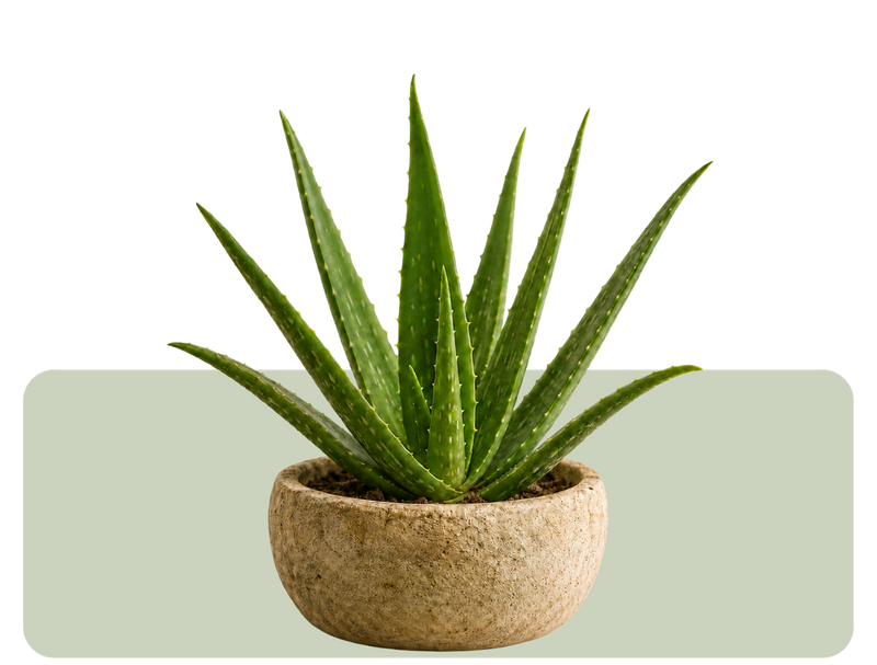 Aloe vera