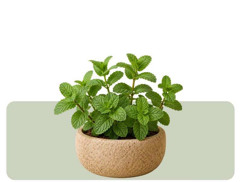 Mint